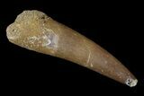 Fossil Plesiosaur (Zarafasaura) Tooth - Morocco #172290-1